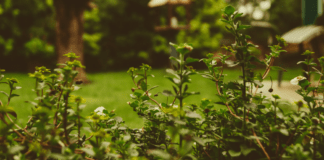 Garden Design: Garden Lighting Designs