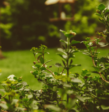Garden Design: Garden Lighting Designs