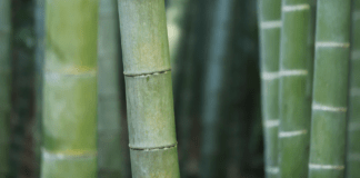 Bamboo Plants: Growing Bamboo In The Home Garden