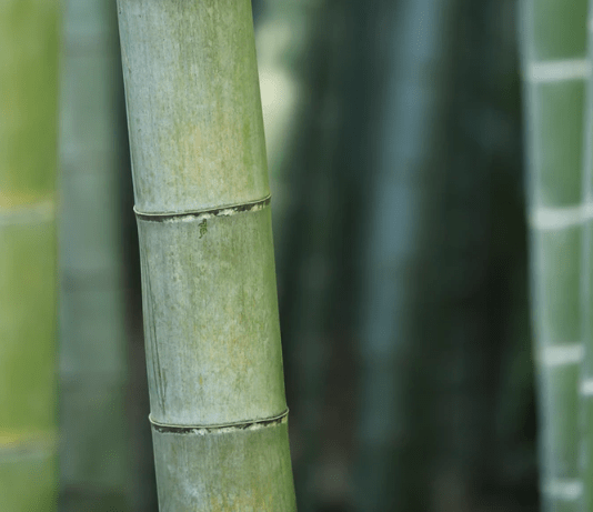 Bamboo Plants: Growing Bamboo In The Home Garden