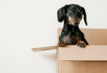 How to Make Pet Insurance Work for You