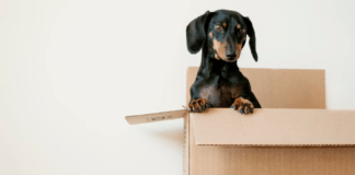 How to Make Pet Insurance Work for You