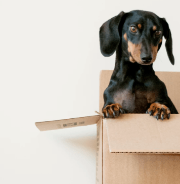 How to Make Pet Insurance Work for You