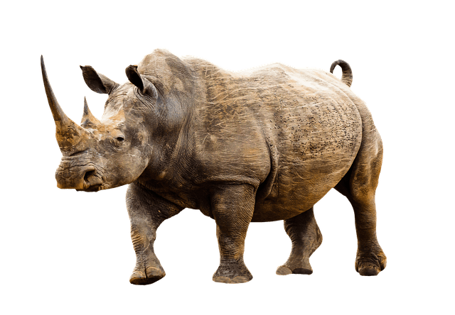 Great Rhino the Slot Game Great Rhino the Slot Game