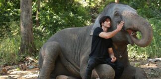 Free Watch Online Junglee 2019- Bollywood Movie-HD watch online junglee 2019