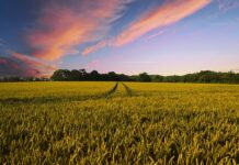 A Guide to Investing in Farmland
