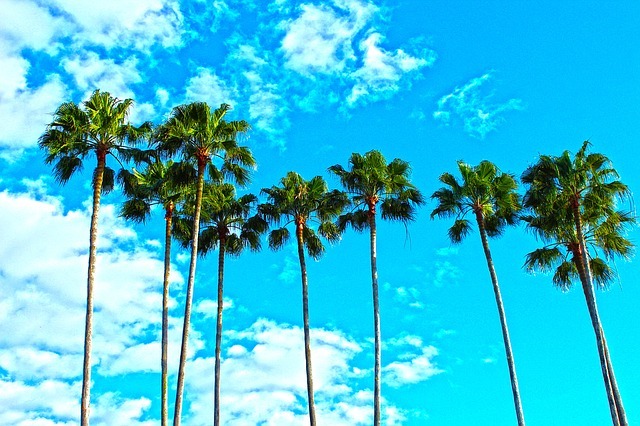 palm trees, florida, tropical