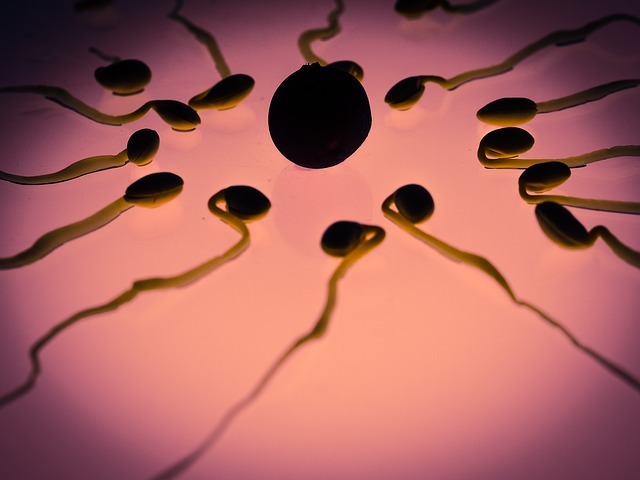 sperm, egg, fertilization sperm, egg, fertilization