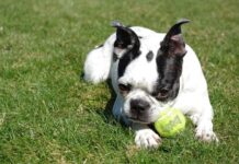 Why Are Boston Terriers So Popular?