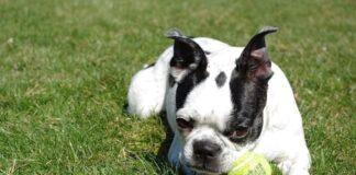 Why Are Boston Terriers So Popular?