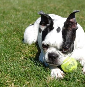 Why Are Boston Terriers So Popular?