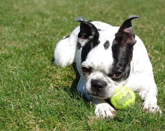 Why Are Boston Terriers So Popular?