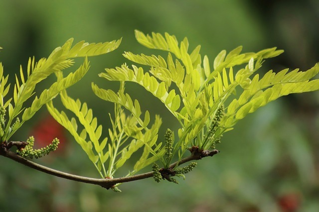blossom, bud, honey locust