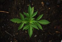 How Can Medical Cannabis Help Fight Addiction?