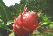 How to Grow Dragon Fruit Cuttings?