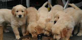 How to Choose the Right Diet for Your Dog