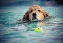 All you need to know about dog exercises