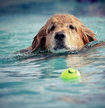 All you need to know about dog exercises