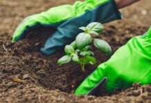 Turning Your Garden Organic