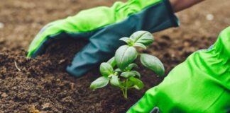 Turning Your Garden Organic