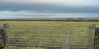 METAL OR WOOD – WHAT GATE SHOULD YOU CHOOSE?