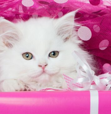 How to Choose from the Pool of Cat Breeds for Your Home Mrinal Sengupta (@mrinal_sengupta_6397) : Watch 0 Mrinal Sengupta (@mrinal_sengupta_6397) Vlogs | Trell