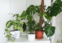 Benefits of Choosing a Good Online Plant Delivery Service