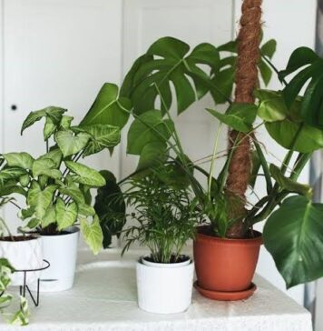 Benefits of Choosing a Good Online Plant Delivery Service