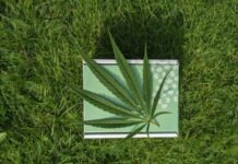 Cannabinoid: Glossary of Related Terms white and green book on green grass