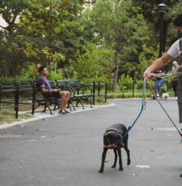 Dog Eat Dog? What to Do if Your Dogs Don’t Get Along man in white t-shirt and blue shorts holding black short coat dog