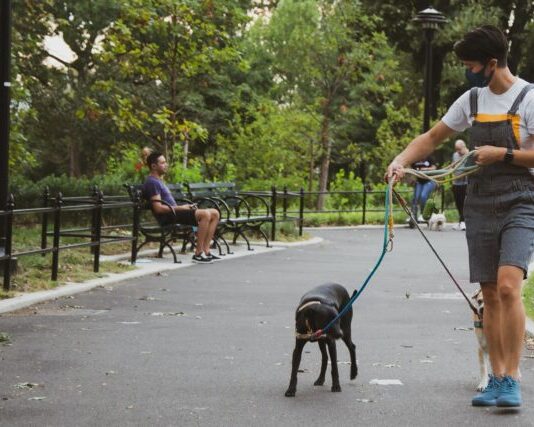 Dog Eat Dog? What to Do if Your Dogs Don’t Get Along man in white t-shirt and blue shorts holding black short coat dog