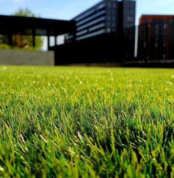 Commercial Clicks: Top 10 Things You Didn’t Know You Can Buy Online green grass field