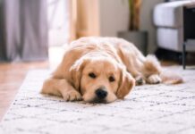 3 Reasons to Allow Pets in Your Rental Property golden retriever lying on white floor