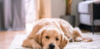 3 Reasons to Allow Pets in Your Rental Property golden retriever lying on white floor