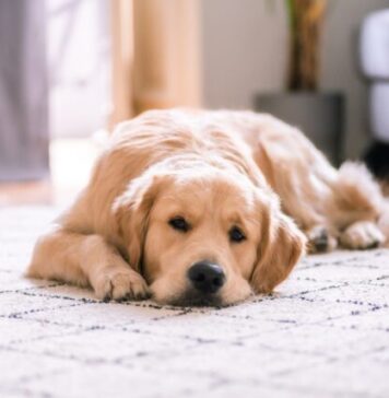 3 Reasons to Allow Pets in Your Rental Property golden retriever lying on white floor
