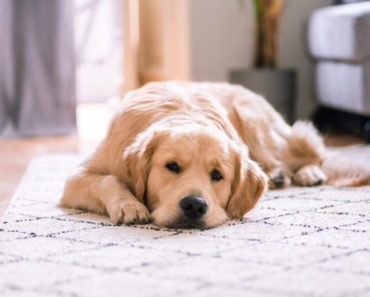 3 Reasons to Allow Pets in Your Rental Property golden retriever lying on white floor