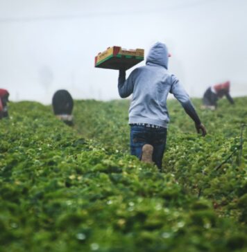 The Best Logistics Solutions for Organic Farming man in gray hoodie and black pants holding brown cardboard box