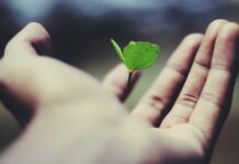 What to Do Before Buying Life Insurance? floating green leaf plant on person's hand