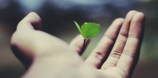 What to Do Before Buying Life Insurance? floating green leaf plant on person's hand