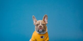 Aspirin as a Painkiller for Dogs brown french bulldog wearing yellow shirt