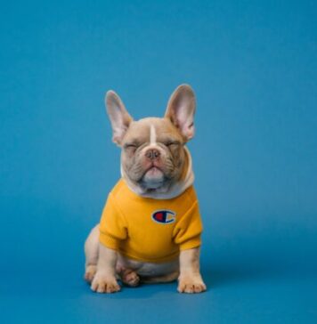 Aspirin as a Painkiller for Dogs brown french bulldog wearing yellow shirt