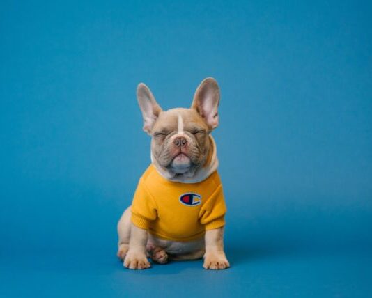 Aspirin as a Painkiller for Dogs brown french bulldog wearing yellow shirt