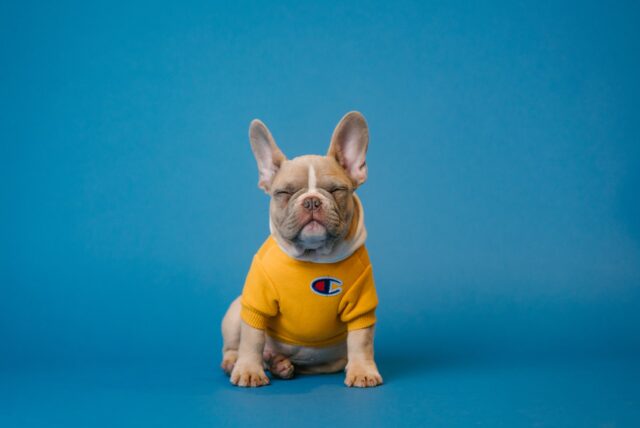 Photo by Karsten Winegeart brown french bulldog wearing yellow shirt