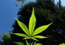 What Is the Most Potent Marijuana Seed? cannabis, hemp, marijuana