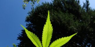 What Is the Most Potent Marijuana Seed? cannabis, hemp, marijuana