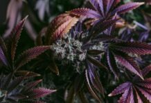 Buy Craft Weed Canada and Experience Specialty Varieties green and brown pine cone