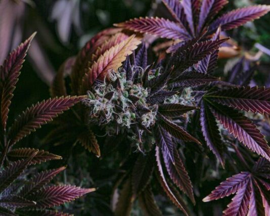 Buy Craft Weed Canada and Experience Specialty Varieties green and brown pine cone